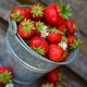 Fragole e loro proprietà