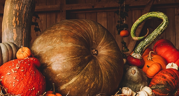 Zucca