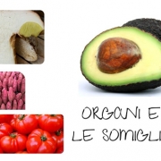 Organi e cibo le somiglianze