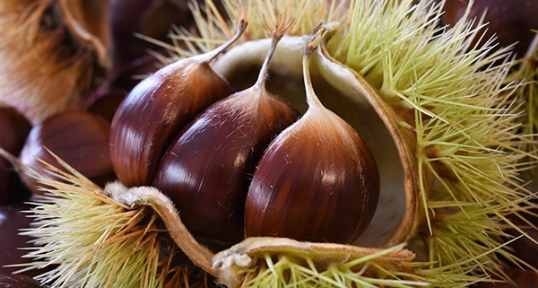 Castagne