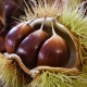 Castagne