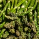 Tempo di asparagi