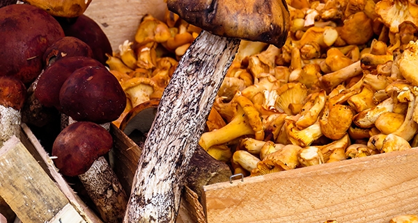 Frutti d'autunno I funghi