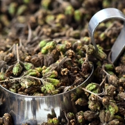 Origano