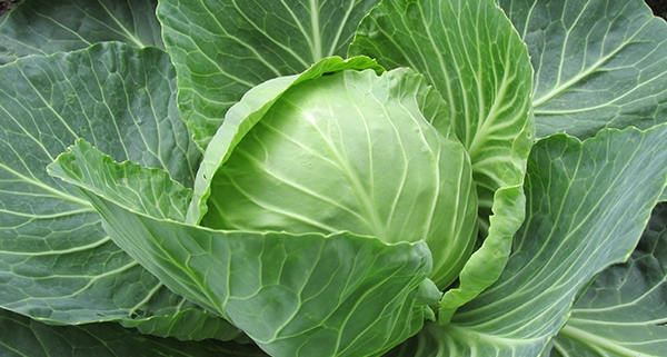 Cavolo cappuccio