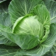 Cavolo cappuccio