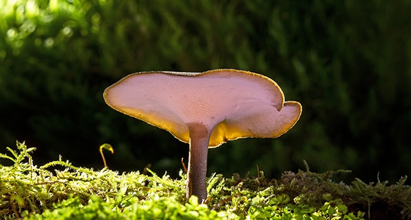 Vitamina D e funghi medicinali