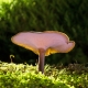 Vitamina D e funghi medicinali